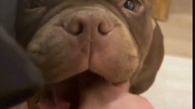 这样欺负一条狗合适吗