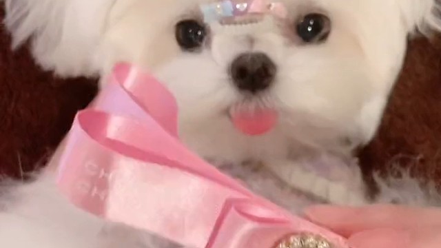 把我家狗狗打扮成这样，好喜欢啊