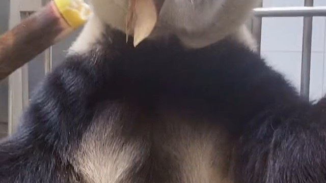 国宝就是不一样