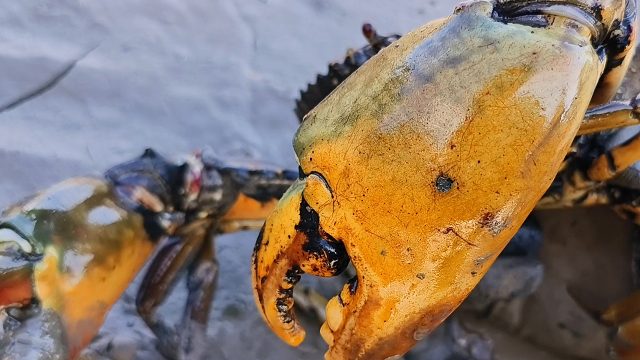 大退潮赶海，抓到一只黑金色陈年老蟹，一共收获十几只大青蟹