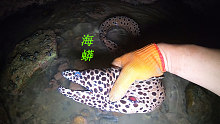 阿平赶海抓了一条白色花纹的大海鳗，还抓了被搁浅的金鲳鱼