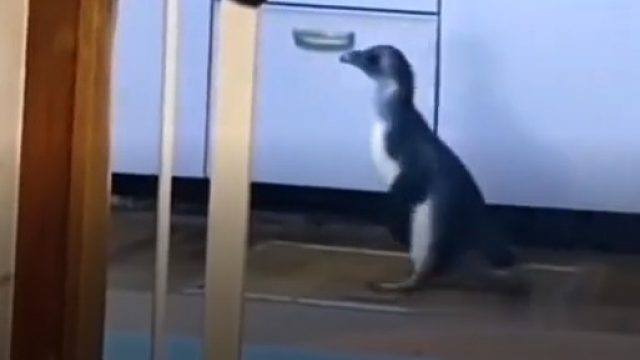 由于水族馆临时装修，饲养员小姐姐把企鹅带回家暂住一天