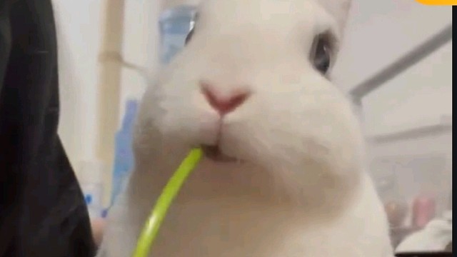 第一次见小白兔吃菜