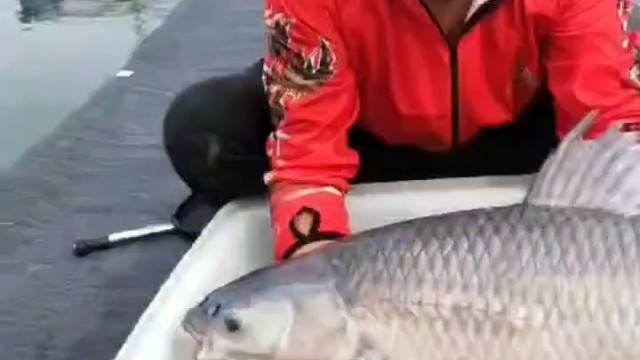 大吉大利，年年有鱼