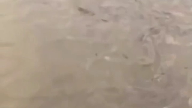 老表带我钓高密度鱼塘，我该在哪里下杆了