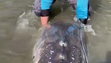 一条超大的鲟鱼......