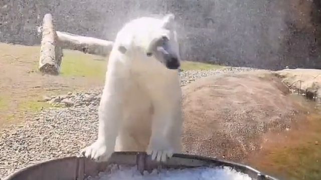 天气太热了动物园里的北极熊热的受不了了，工作人员为它们准备了