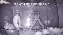 不看不知道！我养了一群小精灵！
