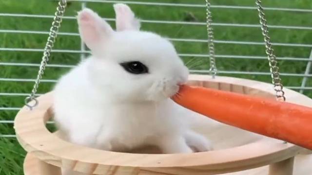 你以为兔子的尾巴很短，其实……