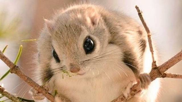 西伯利亚小飞鼠，节俭也可以过的像公主