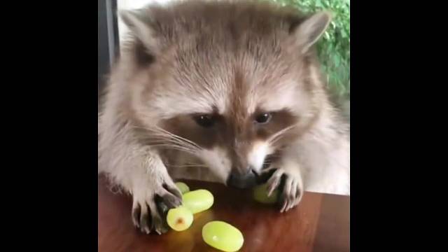 不行不行，都是我的，我也不够吃呢…你顶多拿一个，我也不够吃