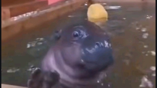 河马洗澡吃小鸭鸭