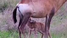 羚羊妈妈和它的孩子#动物世界 #精彩片段 #羚羊 #动物 #万物皆有灵性 