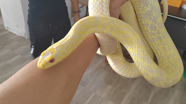这是我养的宠物蛇，无毒的