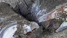 瓜州驴10来年不修脚趔趄难熬，双层上翘成畸形，切萝卜一样铲掉！#毛驴修蹄 #驴 #驴肉 