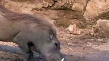疣猪用生命喝水，每次都能遇到想抓它的#动物世界 #野生动物零距离 #精彩片段 #神奇动物在抖音 