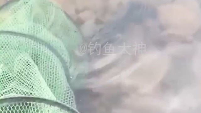 终于知道我鱼护咋烂的了