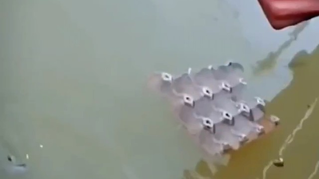 你见过这种射手鱼吗