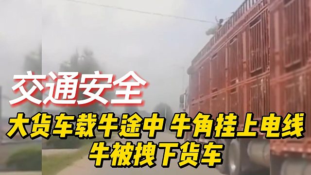 大货车载牛途中，牛角挂上电线，牛被拽下货车