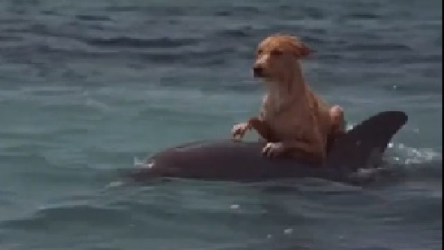 谢谢海豚先生，送我回家！