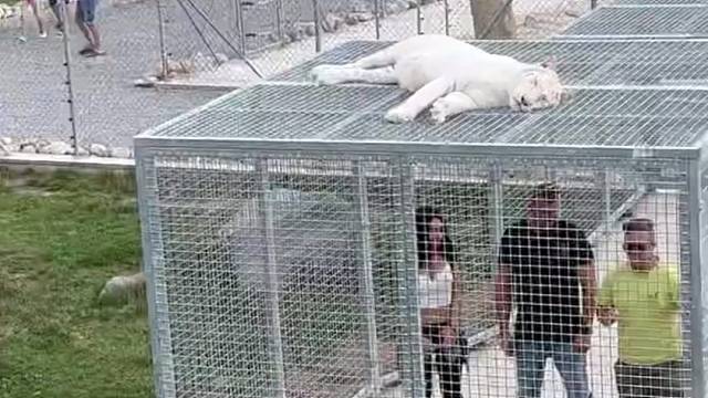 大猫:这罐头究竟怎么开？在线等，挺急的[喵喵]