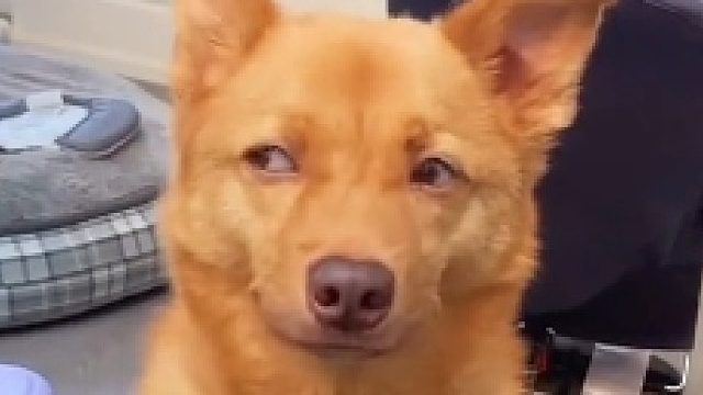 像不像你见到暗恋女生的样子