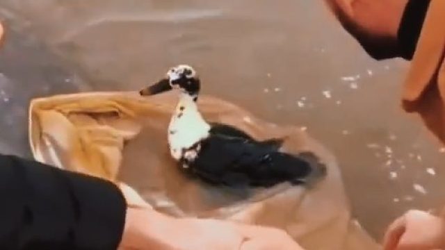 几名外国小哥合力在河边帮助一只误入塑料袋的鸭子脱困，也许没有......