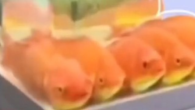 金鱼排成一排看电视，电视一关就散了……