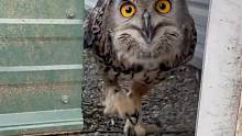 动物园的猫头鹰失去天性，饲养员坚持训练以为会有奇迹