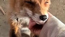 狐狸经常来看望它的恩人，眼里满是笑意与温柔！