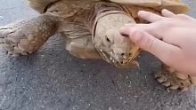国外农场主在农场捡到几只小乌龟，乌龟妈妈来要回了宝宝还做了邻居