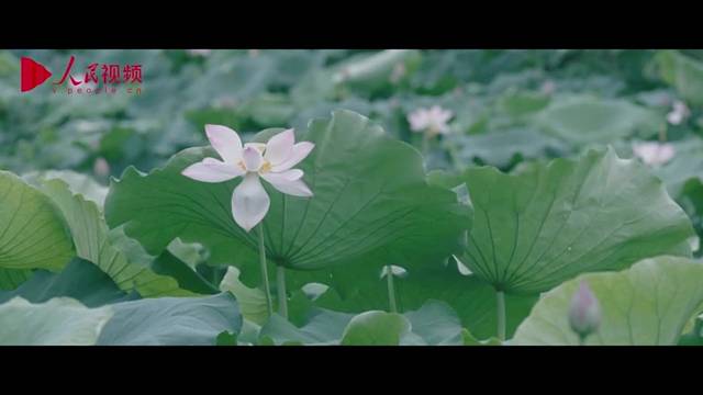 跟着总书记看中国｜不一样的西溪