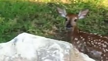 落水的小鹿被大叔救起后不愿离去，后来每次看到大叔都开心的蹦起来
