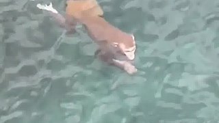 猴子在5米深海中游泳惊呆渔民