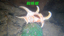 潜水的海螺就是多阿平都是一堆堆的捡，还有漂亮的蜘蛛螺