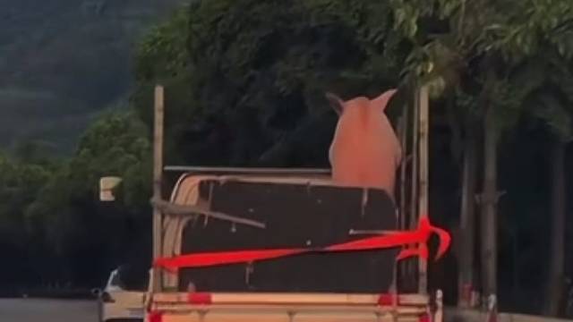 小猪也会有烦恼吧