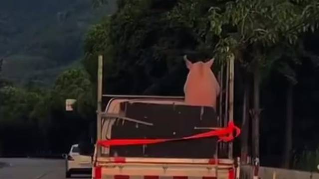 这可能是它第一次，也是最后一次看风景了吧