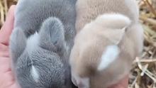 网友送给异地恋的女友两只小兔子，谁知越养越可爱，还生了小宝宝