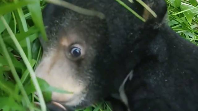 马来熊：刚刚谁打了我的脑巴？