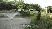 湖南农村一个多月没下雨，鱼塘出了大问题