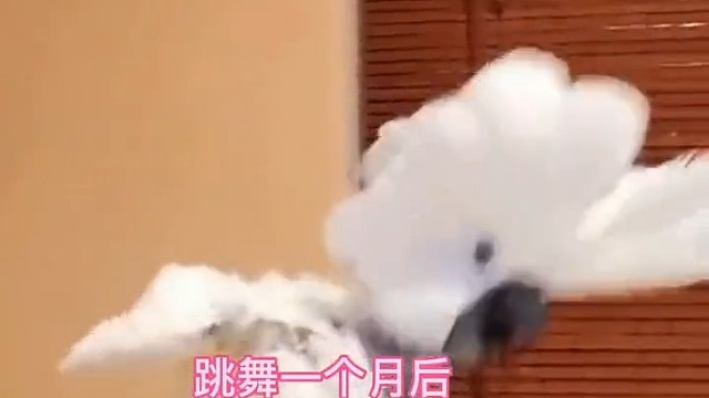 当你只鹦鹉遇到一个社牛的主人