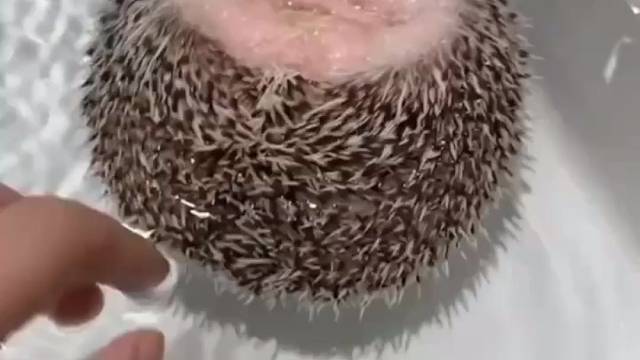 刺猬这么可爱都原因终于给我找到了！！！