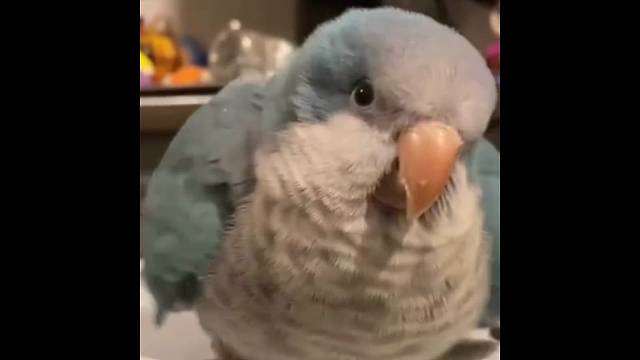 谁能拒绝一只胖嘟嘟、毛茸茸的小可爱？！！！过来挨Rua！