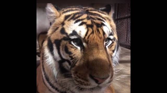 憨厚和老实是怎么出现在虎子脸上的！