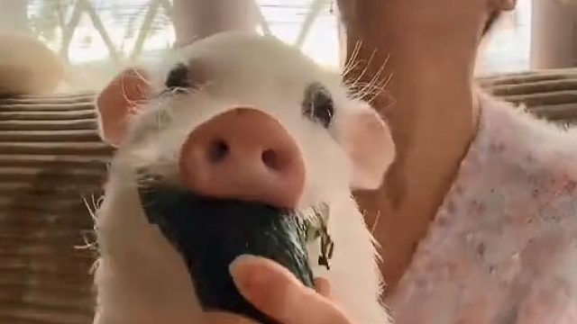 当猪一口咬住黄瓜，主人笑疯了