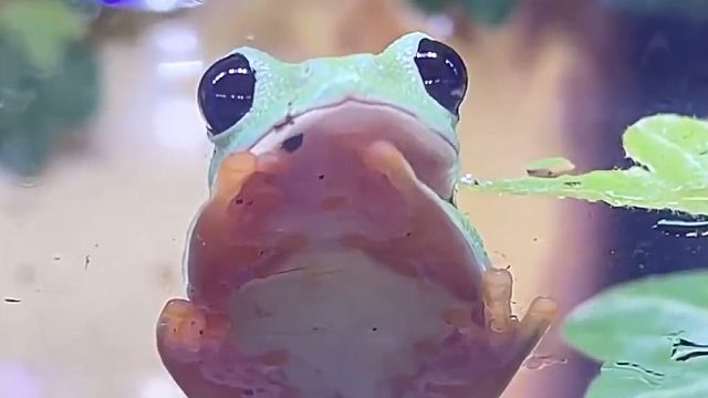 日本网友养的大眼萌“蛙”