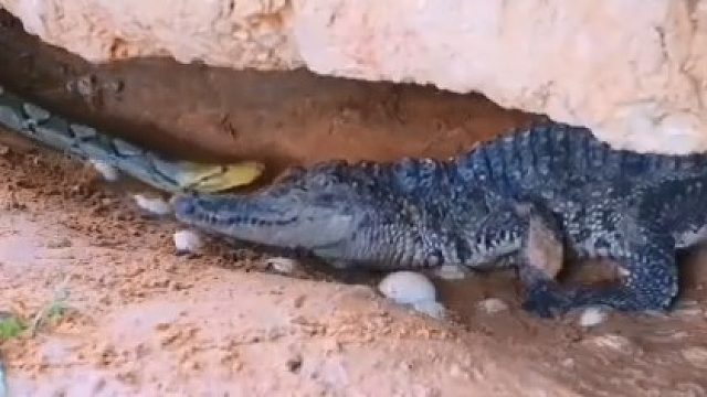 猜一下最后谁赢了