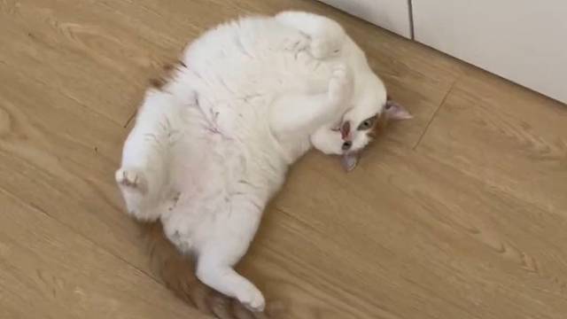 只对吃的感兴趣