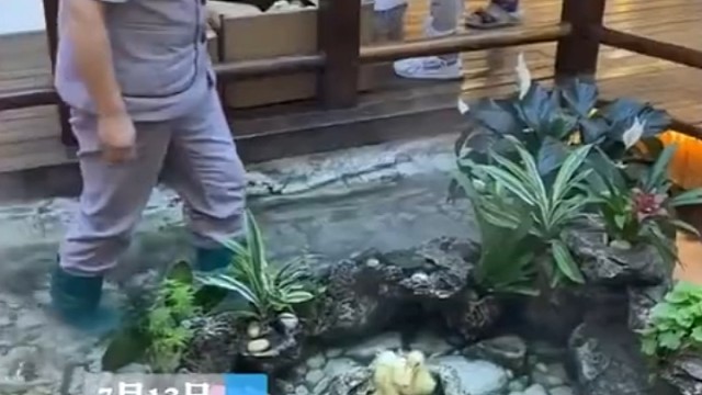 原来鸭子也要轮流上下班