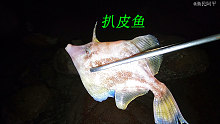 阿平赶海抓到一条扒皮鱼，头顶还有根避雷针特别有趣